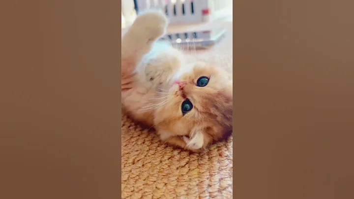 Video 11828251: catlover cats kittycat, funnycats catlove kittycat, kitty catlover funnycats, kitty catlover cats funny, cat kitten cute funny