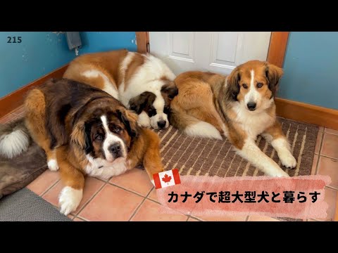 セントバーナードのボウまた悪戯をして叱られる【超大型犬3頭とカナダで田舎暮らし・海外生活】