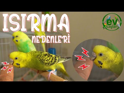 Video: Neden Kuşum Isırıyor?