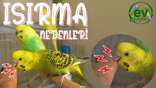 Why Does the Budgie Bite? Causes of Biting Problem and How to Prevent Biting?