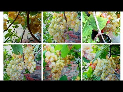 Video: Grape Care In Spring (20 Photos): What To Do In May, April And After Winter? Secondary And Other Year Care