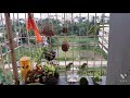 parrots in my balcony/ how to attract birds to our home/how parrots will come to home/parrots food/