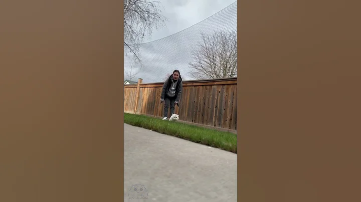 Watch the video about British Shorthair cat on a special mission - cat spy #chinchillacat