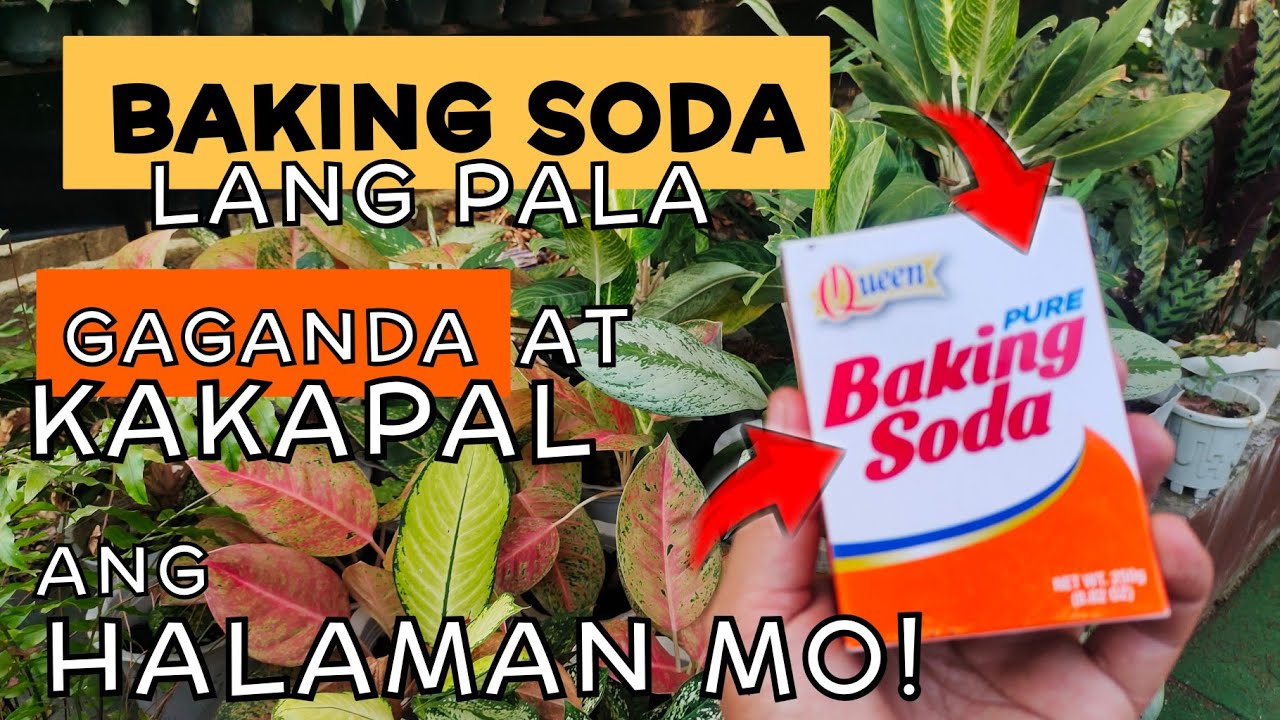 EFFECTIVE GARDEN TIPS USING BAKING SODA | PARA MAPALAGO AT MAPAGANDA ANG HALAMAN