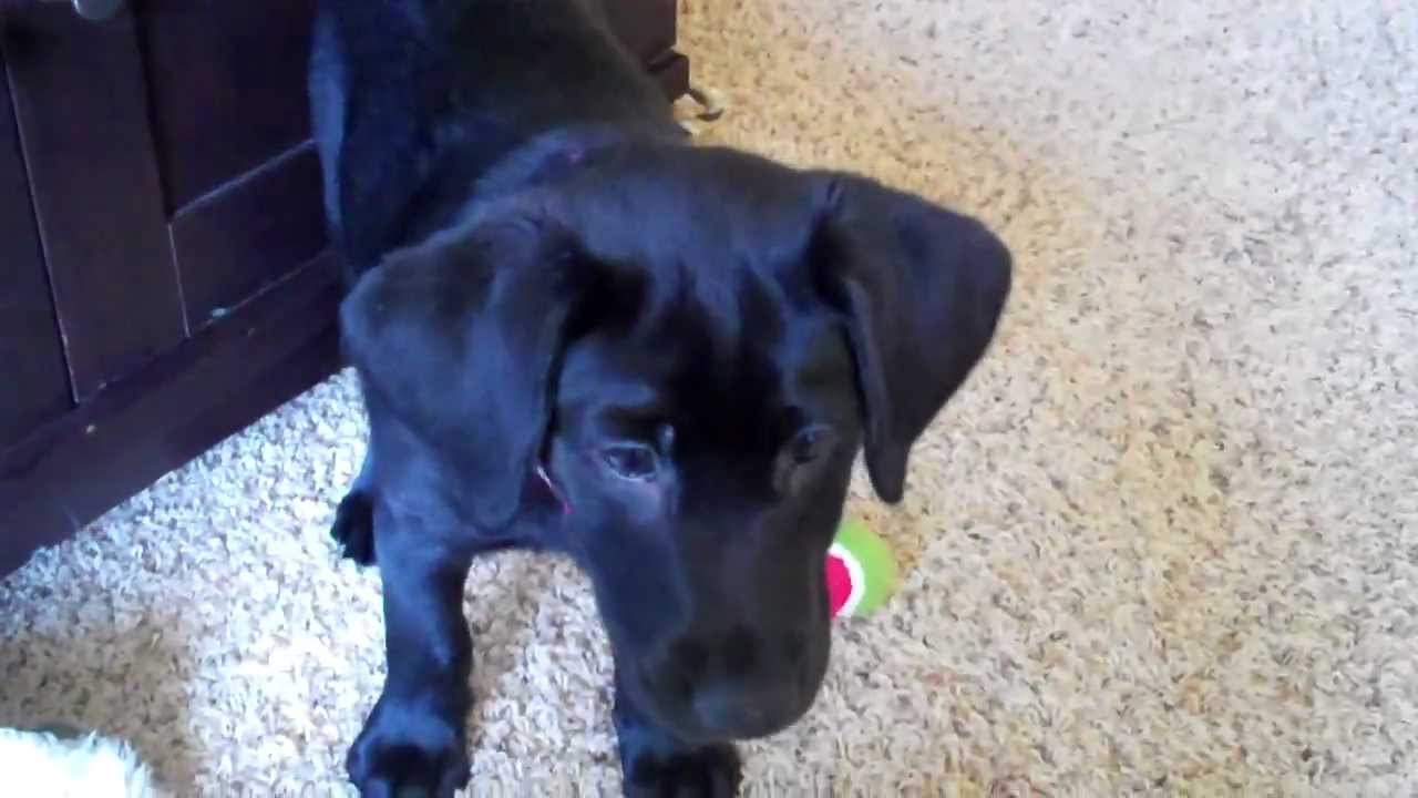 10 week old black lab puppy