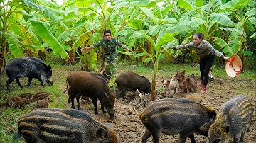 Harvesting 1000+ Okra Pods Turns Dangerous as Two Pythons Attack the Pigpen! 🐍💥🐗
