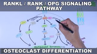 RANKL/RANK/OPG Signaling Pathway | Osteoclast Differentiation