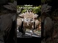 نسر الهيمالايا يضهر رأسه ضخم وهو في وضع الإستعداد عجائب غرائب سبحان الله   نسر