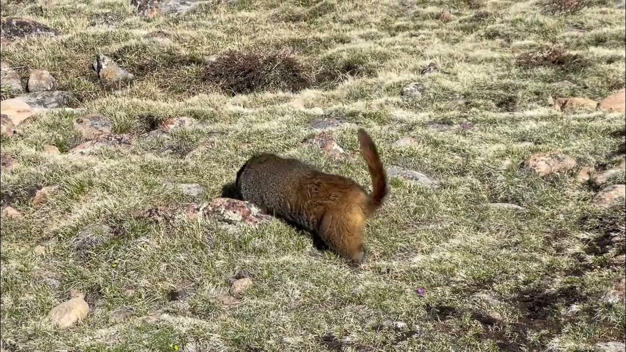 Marmot enjoys the tundra in Rocky Mountain National Park YouTube