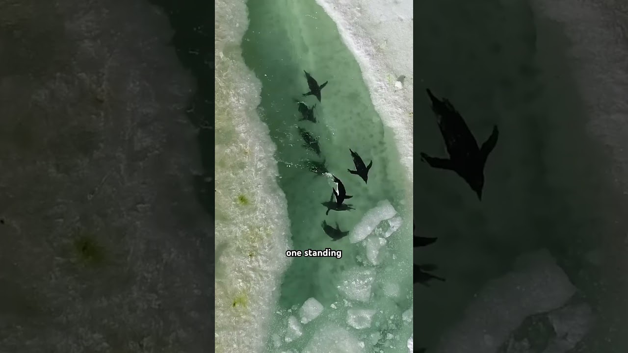 How Penguins Survive Antarctica’s Extreme 🥶 ~