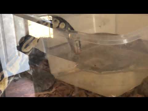 Ball Python drinking water