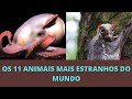 OS 11 ANIMAIS MAIS ESTRANHOS DO MUNDO #animais #animals #animaisestranhos #curiosidades