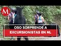 Oso sorprende a jóvenes en Chipinque, Nuevo León