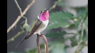 Wrens, Hummers & Lots of Flamingoes-Birding the Riviera Maya, Part 3 by Mark & Sandra Dennis 150 views 2 months ago 13 minutes, 32 seconds