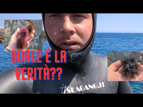 Video: I ricci di matita sono velenosi?