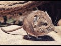 Sengi ! Elephant shrews or jumping shrews Compilation