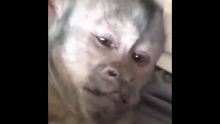 monkey scream