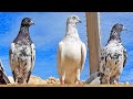 High flyer pigeon feed  update