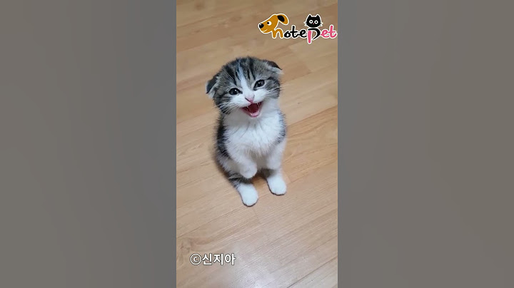 "엄마, 형아가..냥냥늉늉" 서서 말하는 고양이