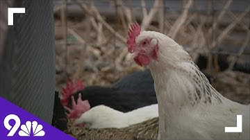 Wheat Ridge farmer hopes to protect flock from avian flu