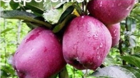 Do you know about Apple Fruit Species and Varieties, Must watch this video