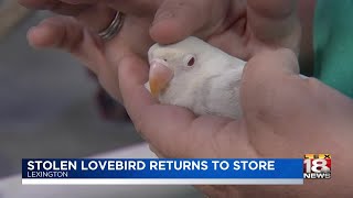 Stolen Lovebird Returns To Store