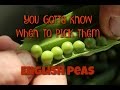 English Peas - You Gotta Know When To PICK Them