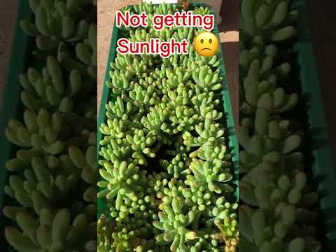 FULL SUNLIGHT VS NO SUNLIGHT |  the reason why succulents need sunlight | Blue Jelly Bean | #SHORT