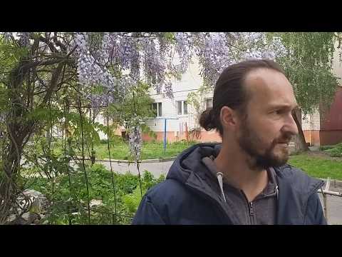 Video: Brest drobnolistni na mestu in v obliki bonsaj