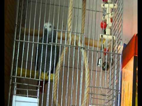 პაკო და მე ვსაუბრობთ