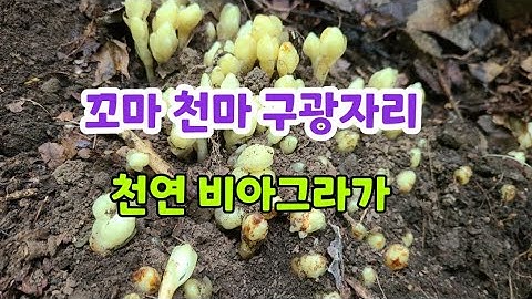 꼬마 천마 구광 자리에 천연 비아그라가 빠글빠글