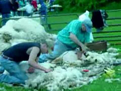 strzyzenie owiec na farmie