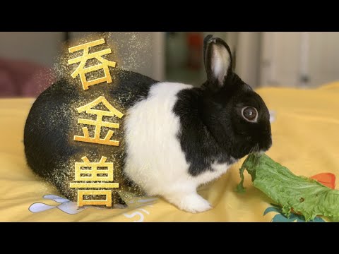 兔子看病到底有多貴？醫療保險划算嗎？Rabbits' vet visit and insurance cost