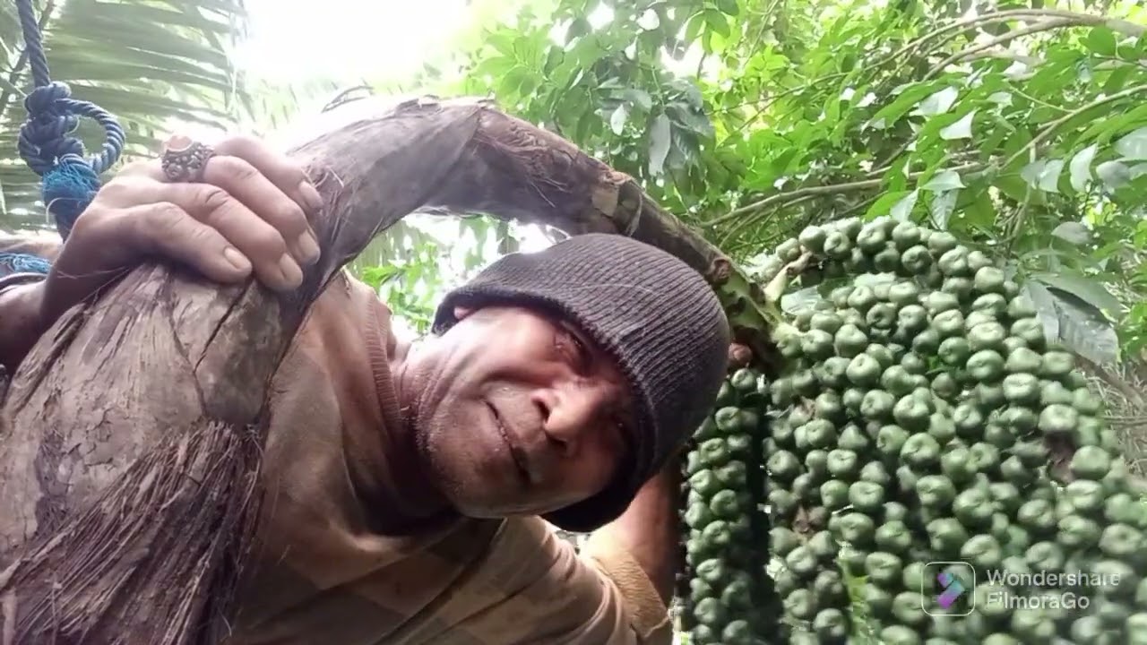 Pemotongan manggar kolang-kaling @Tuak Anyar