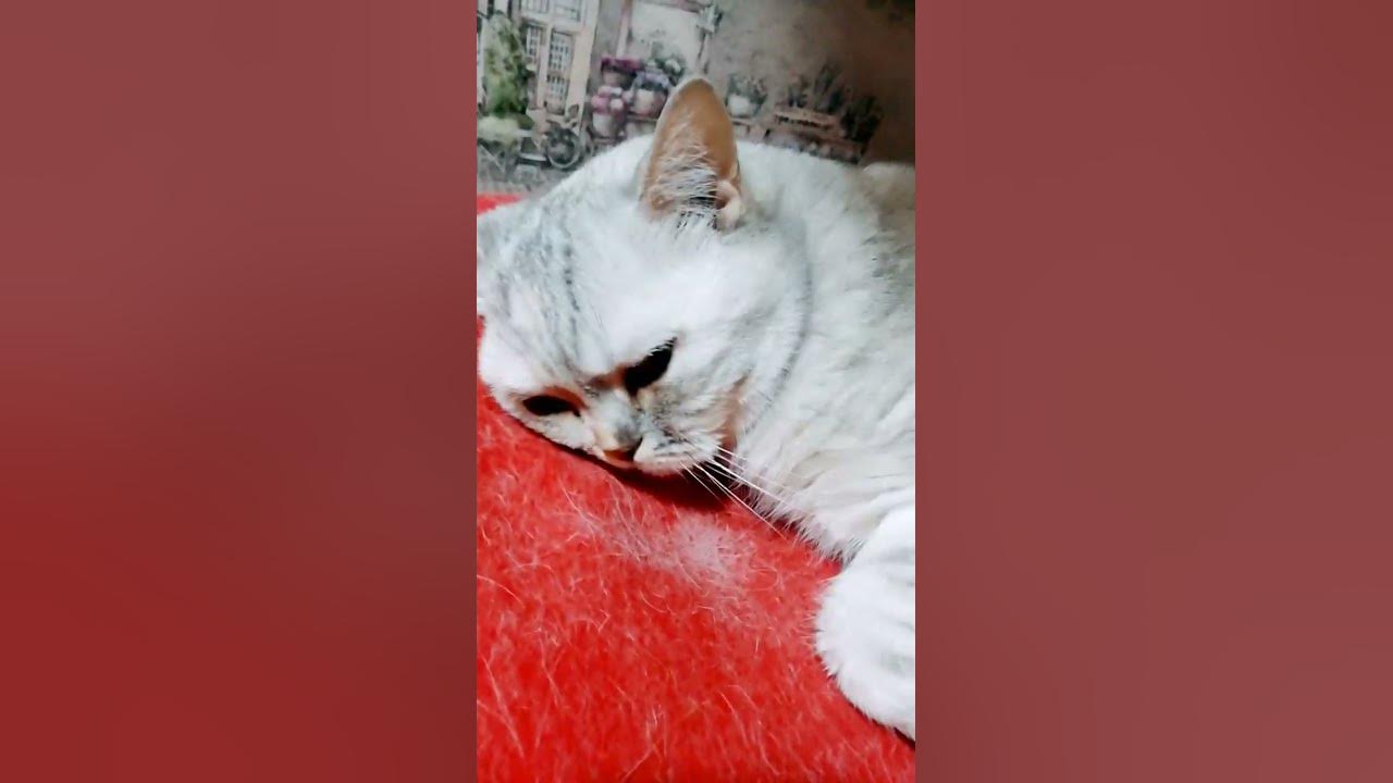 Кошечка спит - YouTube