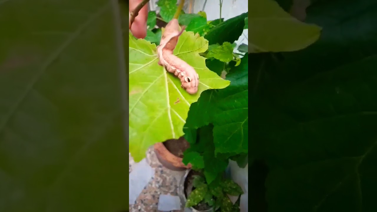 Insect 🐛 like a dog eating my grapes 🍇 leaves 