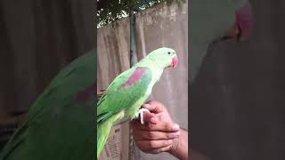 Video Thumbnail for 6 months old Raw Parrot chicks 00923459442750 Zain Ali fa...