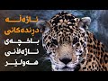 ئەو ئاژەڵانە کامانەن لە بەشی ئاژەڵە دڕندەکانی باخچەی ئاژەڵانی هەولێرن ئەو ئاژەڵانە کامانەن لە بەشی ئاژەڵە دڕندەکانی باخچەی ئاژەڵانی هەولێرن