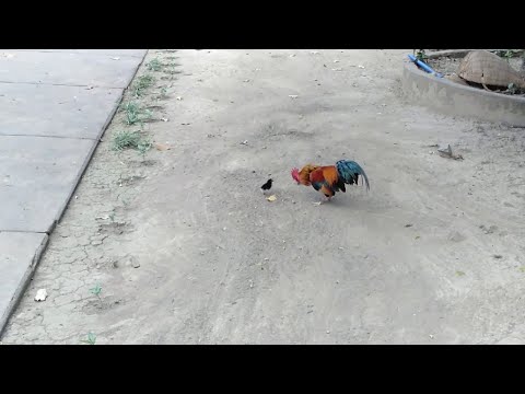 Brave Chick Chases Rooster || ViralHog