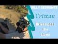 That time Tristan drove past the lions