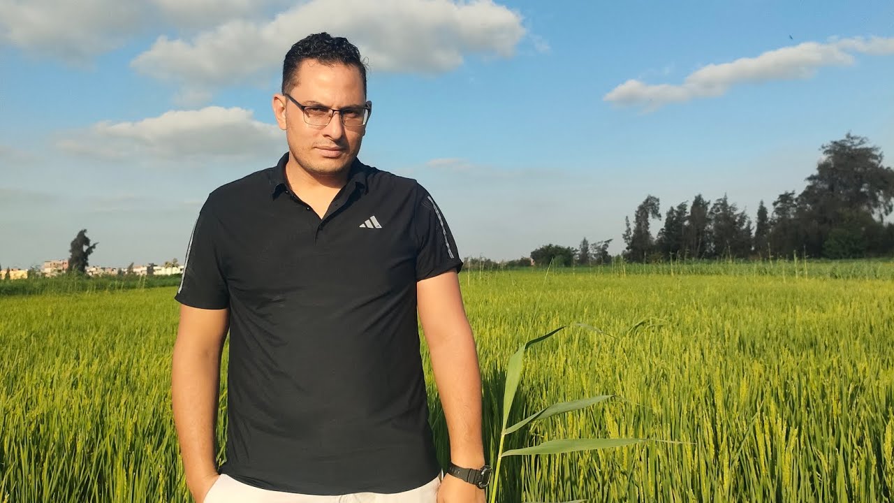 أهم معامله قبل مرحله طرد السنابل فى محصول الأرز =من أجل الحصول على أعلى إنتاجيه .