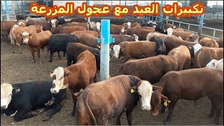 جولة مع عجول العيد وتكبيرات العيد داخل مزرعة ابناء على البرقى