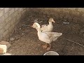 صوت الوزة الابيض The Voice Of The Goose صوت الوزة الابيض The Voice Of The Goose