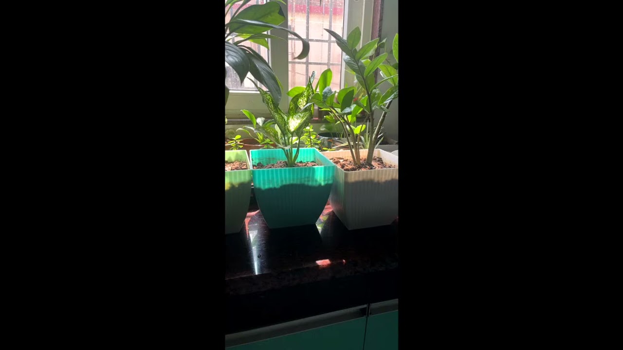 Highlight 0:00 – 4:15 from Plantation with Dolina is live-ask any thing regarding gardening 🧑‍🌾