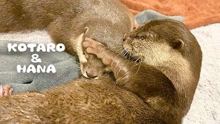 カワウソコタローとハナ　寝てるハナを毛づくろいしてあげる優しいコタロー　Otter Kotaro&Hana While She Was Sleeping