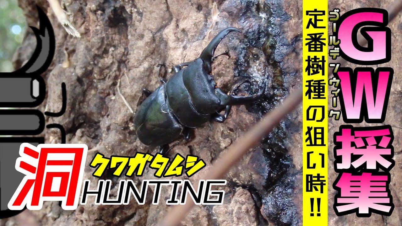クヌギ⁉コナラ⁉樹液が出れば狙い目‼GWの採り方はコレ【クワガタムシ】
