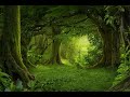 5 Minutes Of Calming Nature Sounds Forest 