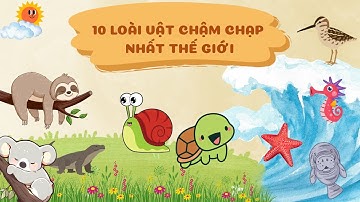 Con Gì Đây | 10 Loài Động Vật Chậm Chạp Nhất Thế Giới | Thế Giới Động Vật | MellyTSTV