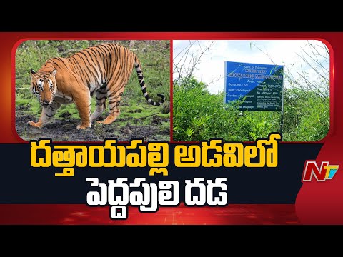 Yadadri: దత్తాయపల్లి అడవిలో పెద్దపులి దడ | Ground Report | NTV Telugu - NTVTELUGU