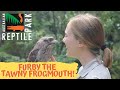 FURBY THE TAWNY! | The Australian Reptile Park
